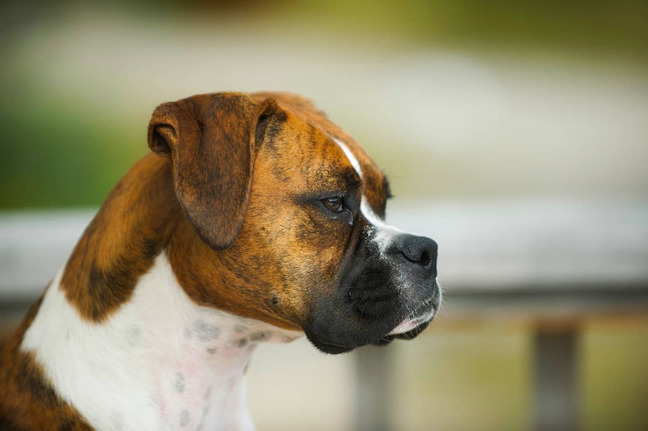 Best Dog Food For Boxers - 2 Breeds Make 1 Great Dog - Dakota Says