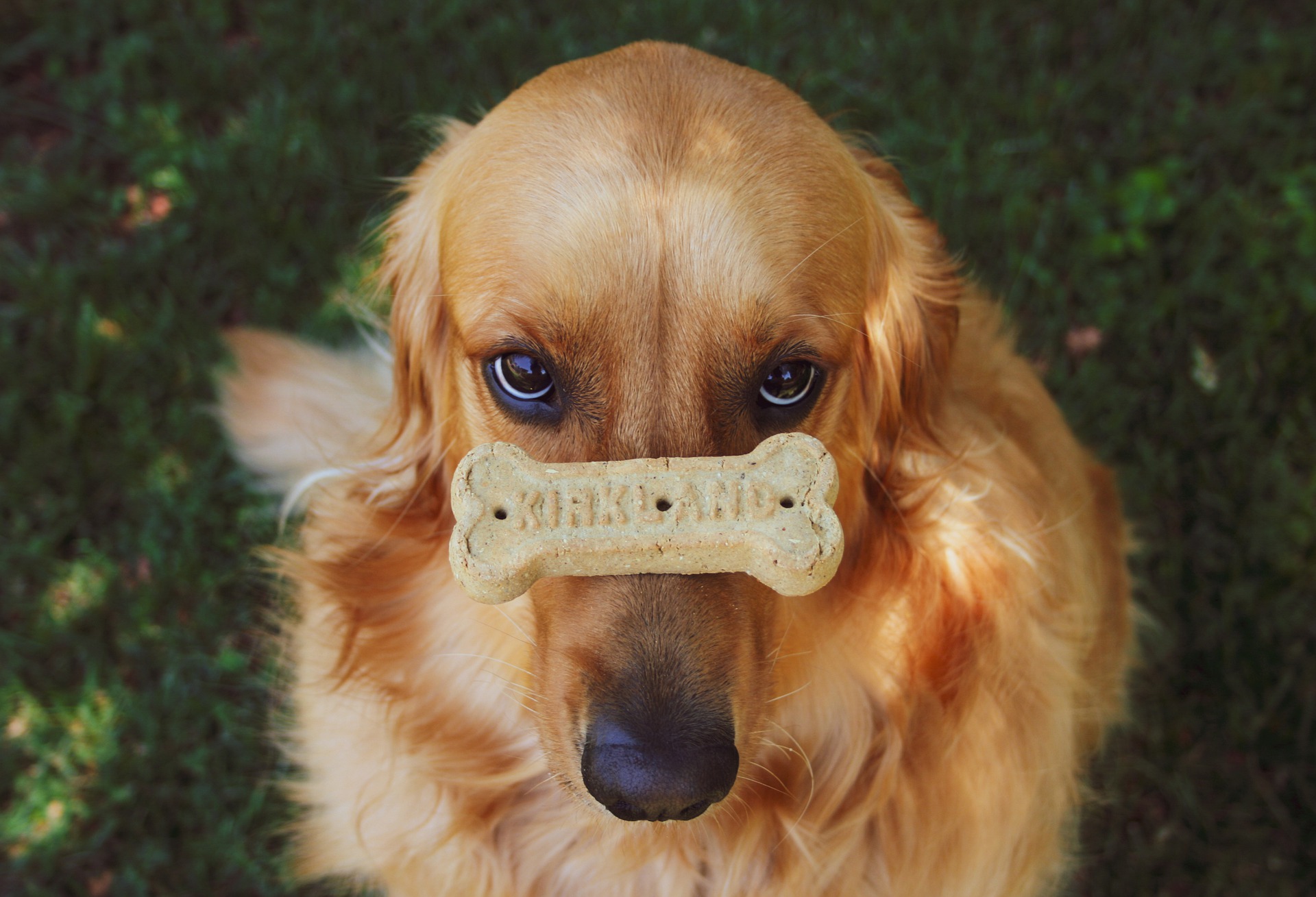 best-dog-food-for-golden-retrievers-dakota-says